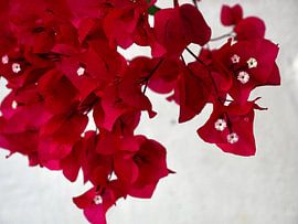 Tiefrosa Bougainville von Judith van Wijk