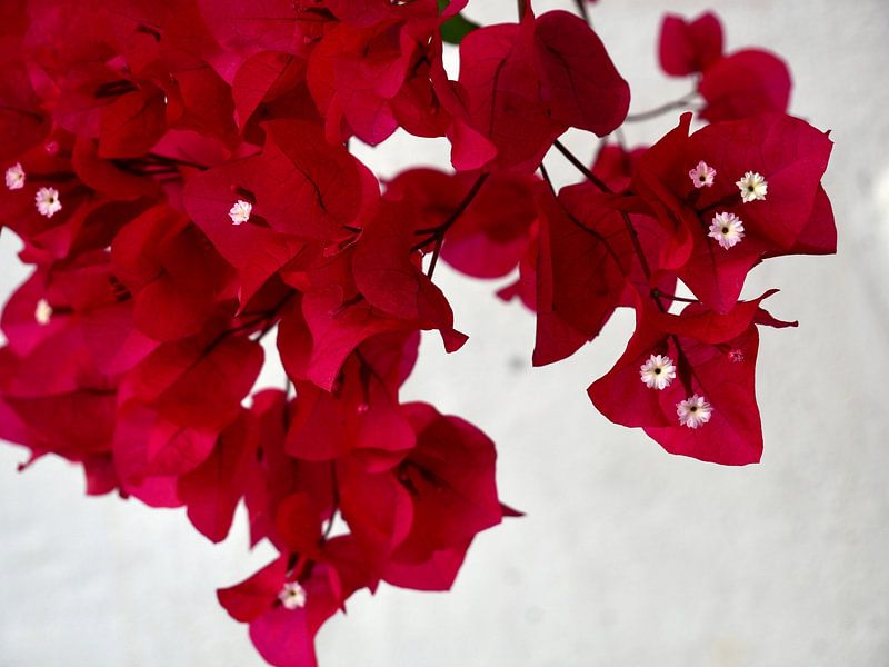 Tiefrosa Bougainville von Judith van Wijk