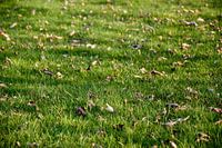 Gras jong groen
