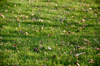 Gras jong groen