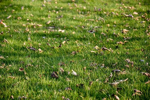 Gras jong groen
