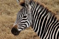 Zebra op de Serengeti - Dit is Afrika! van Charrel Jalving thumbnail