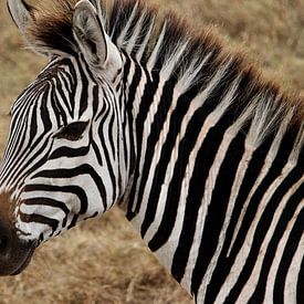 Zèbre sur le Serengeti - C'est l'Afrique! sur Charrel Jalving