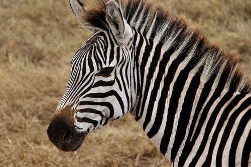 Zebra auf der Serengeti - Das ist Afrika!