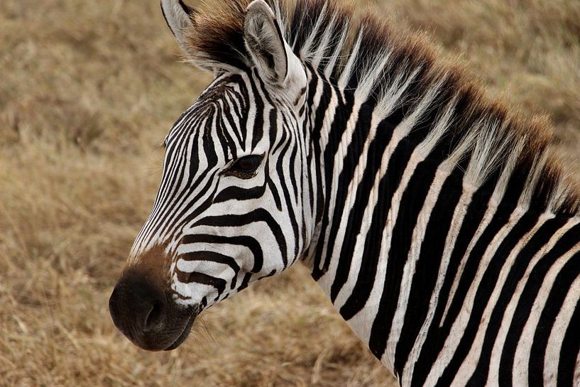 Zebra op de Serengeti - Dit is Afrika! van Charrel Jalving