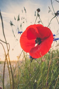 Radiant red poppy flower in summer evening sun with bokeh  by Fotografiecor .nl