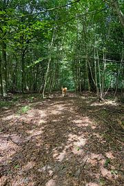 Ein Hund läuft durch einen wunderschönen, sonnigen Wald