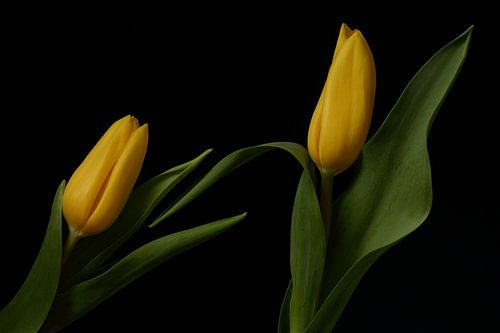 Gele Tulpen tegen een zwarte achtergrond