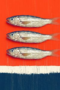 3 Sardinen