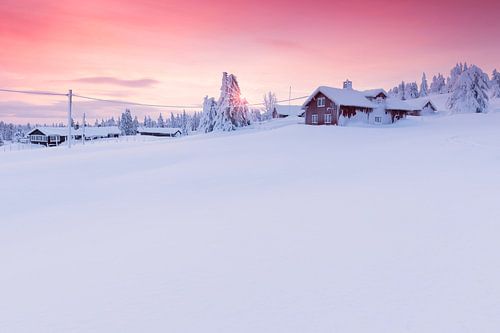 Snowbound Log Cabins and Firs near Lillehammer at Sunrise