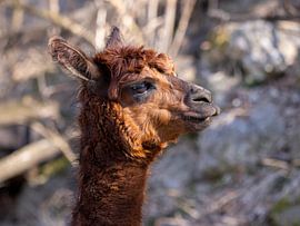 Alpaka Portrait von Teresa Bauer