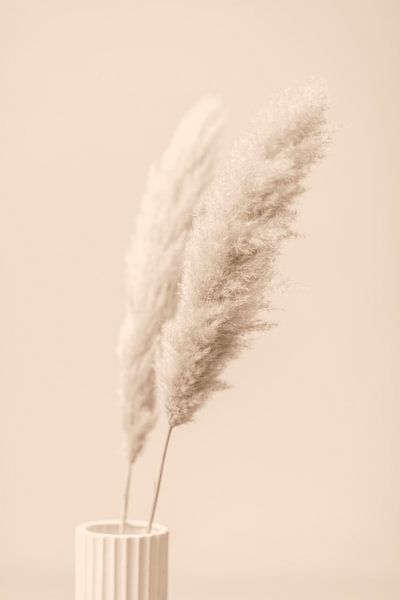 Pampas Grass Begie 13, 1x Studio III by 1x