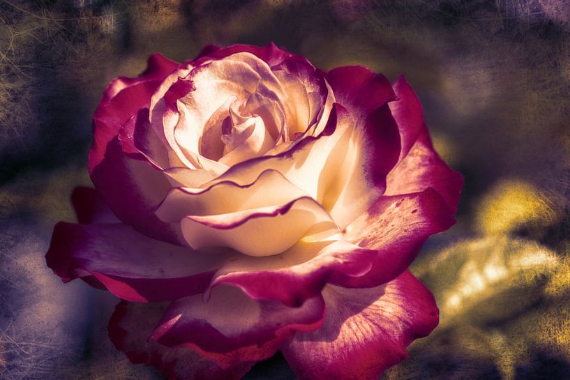 Zweifarbige Rose im Sonnenlicht von Nicc Koch