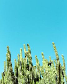 Kaktus, der nach dem Himmel greift von Tom Windeknecht