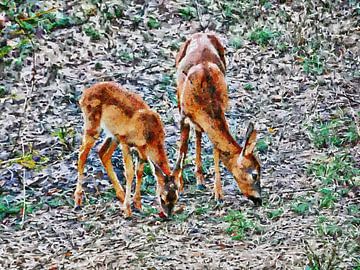 A Roe Deer Doe And Fawn