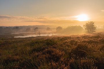 Zonsopgang over de heide van Dennis van Zetten