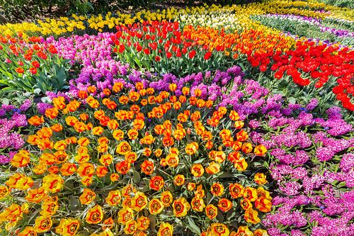 Flowerbed with various colorful tulips, hyacinths and daffodils in groups