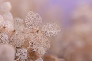 Ein Blatt der Hortensie