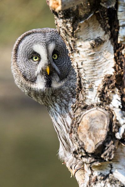 Lapland owl by Adriaan Westra