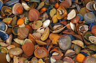 gekleurde schelpen van Yvonne Blokland thumbnail