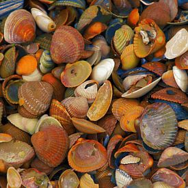 colored shells by Yvonne Blokland