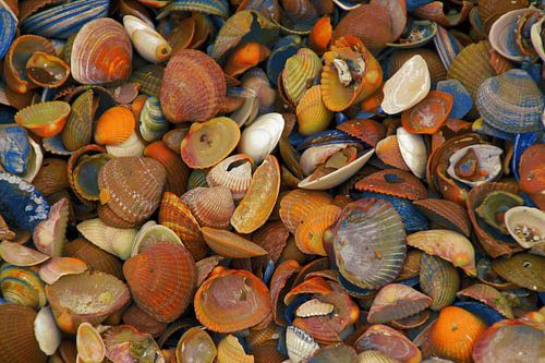 gekleurde schelpen