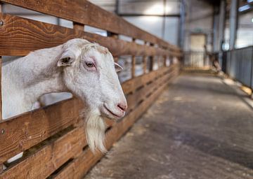 ein großer Ziegenbock mit Hörnern und Wappen und Ziegenbart