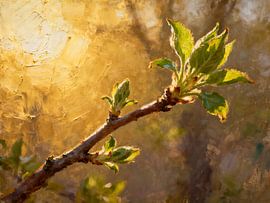 A spring branch bathed in golden light by Kristin M