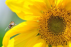 Sonnenblume von Ronne Vinkx