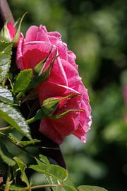 Rosier grimpant Camelot : vue de profil de la fleur sur Christoph Hermann