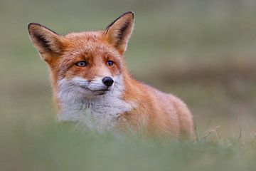 Portret van een vos van Pim Leijen