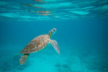 Turtle swims to the surface by Elbert-Jan Achterberg