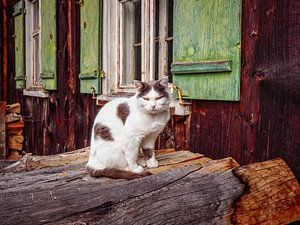 Katze