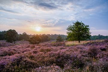 Westruper Heide van Lorant Petrik