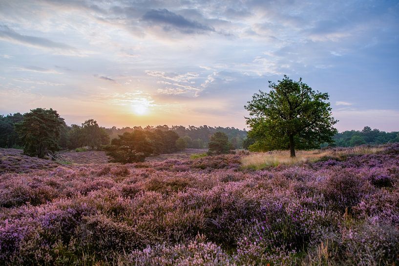 Westruper Heide by Lorant Petrik