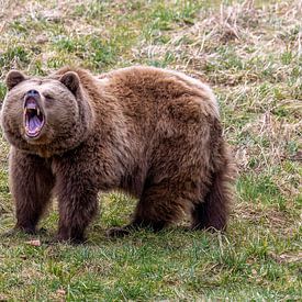 Brown bear shows its teeth by Teresa Bauer