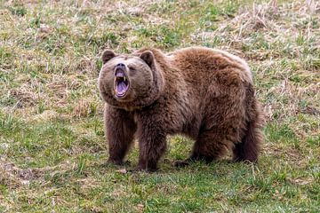 Brown bear shows its teeth by Teresa Bauer