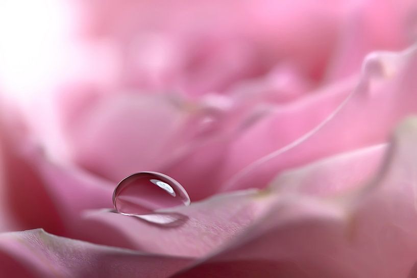 tränende Rose by Petra Voß