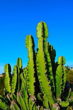 Grote cactusplant tegen felblauwe lucht van Studio LE-gals