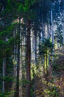 Sunbeams in the Black Forest