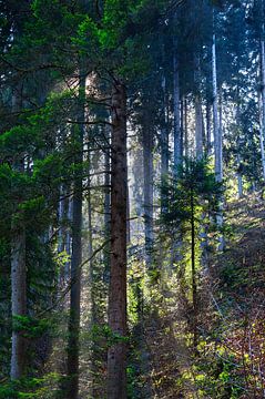 Sunbeams in the Black Forest by Anouschka Hendriks