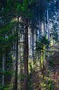 Sunbeams in the Black Forest by Anouschka Hendriks thumbnail