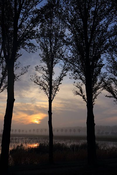 Früh morgens dunkler Sonnenaufgang mit Bäumen von Bobsphotography
