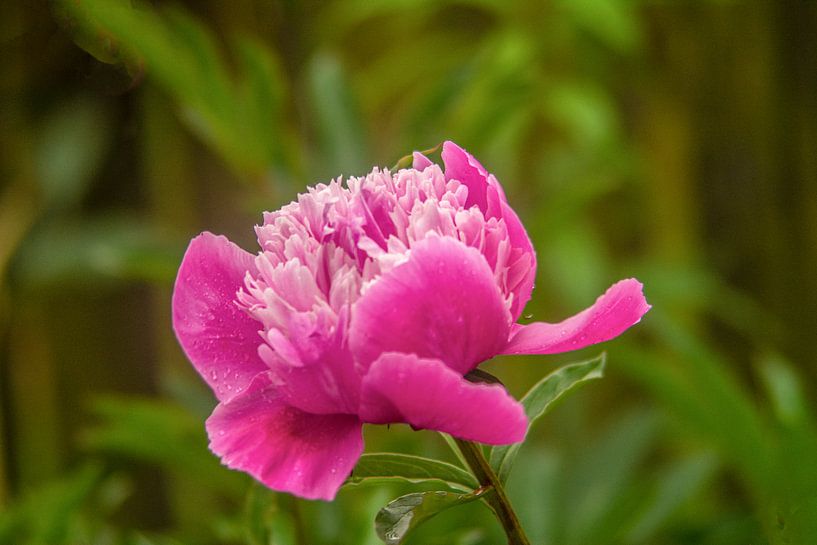 forest flowers field landscape Erzgebirge mushrooms by Johnny Flash