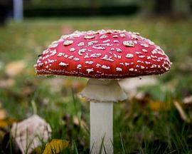 Pilz im Herbst von Kim Van Uuden