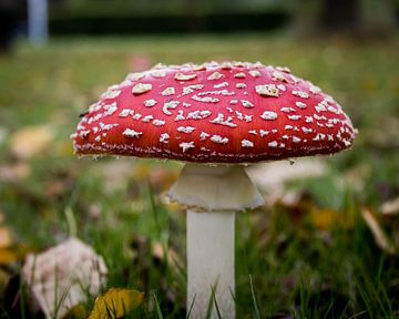 Paddenstoel in de herfst