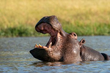 Nijlpaard met open bek van Johannes Jongsma