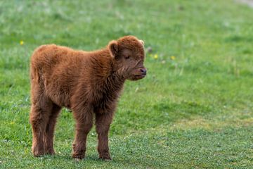 Schotse hooglanders als grote grazers in Nederland van Merijn Loch