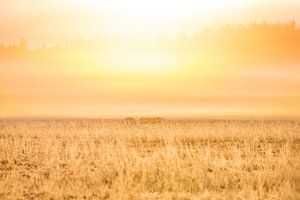 Nature - Golden sunsrise sur Servan Ott