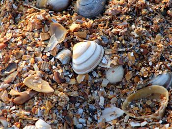 Schelpen pracht. Shells on beach.